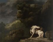 George Stubbs A Lion Attacking a Horse oil painting